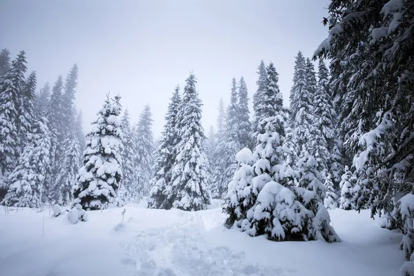 Cenário Fundo Natal Com Abetos Nevados Durante Nevasca Pesada — Fotografia de Stock