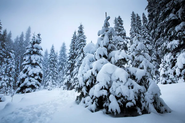 Scenico Sfondo Natalizio Con Abeti Innevati Durante Pesante Bufera Neve — Foto Stock