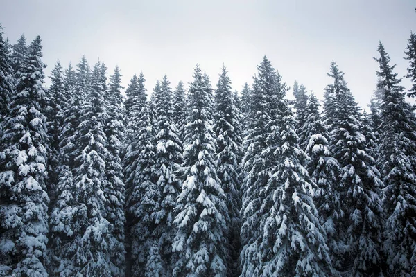 Landschaftlich Reizvoller Weihnachtshintergrund Mit Schneebedeckten Tannen Bei Schwerem Schneesturm — Stockfoto