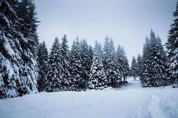 Scenico Sfondo Natalizio Con Abeti Innevati Durante Pesante Bufera Neve — Foto Stock