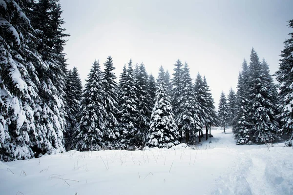 Landschaftlich Reizvoller Weihnachtshintergrund Mit Schneebedeckten Tannen Bei Schwerem Schneesturm — Stockfoto