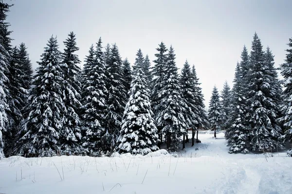 Landschaftlich Reizvoller Weihnachtshintergrund Mit Schneebedeckten Tannen Bei Schwerem Schneesturm — Stockfoto