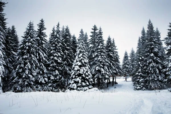 大雪の間に雪のモミの木と風景クリスマスの背景 — ストック写真