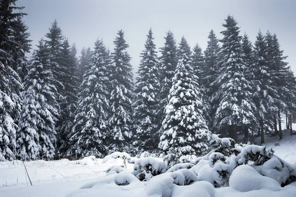 Scenico Sfondo Natalizio Con Abeti Innevati Durante Pesante Bufera Neve — Foto Stock