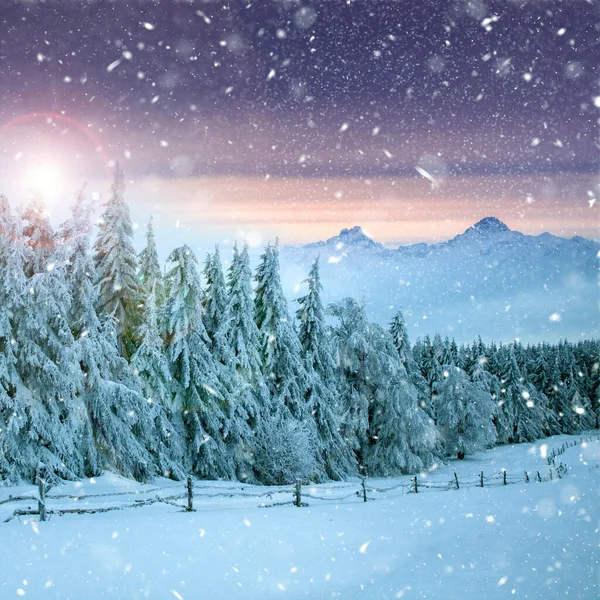 Kerst Achtergrond Met Besneeuwde Dennenbomen Bergen Zware Sneeuwstorm — Stockfoto