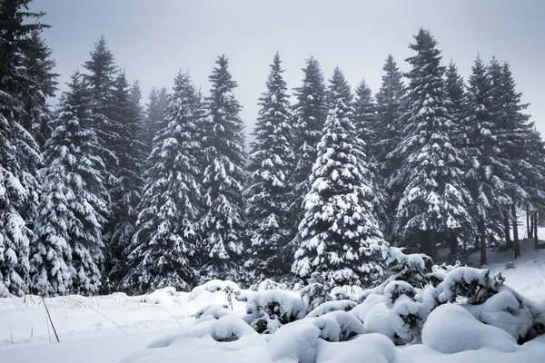 Landschaftlich Reizvoller Weihnachtshintergrund Mit Schneebedeckten Tannen Bei Schwerem Schneesturm Stockfoto