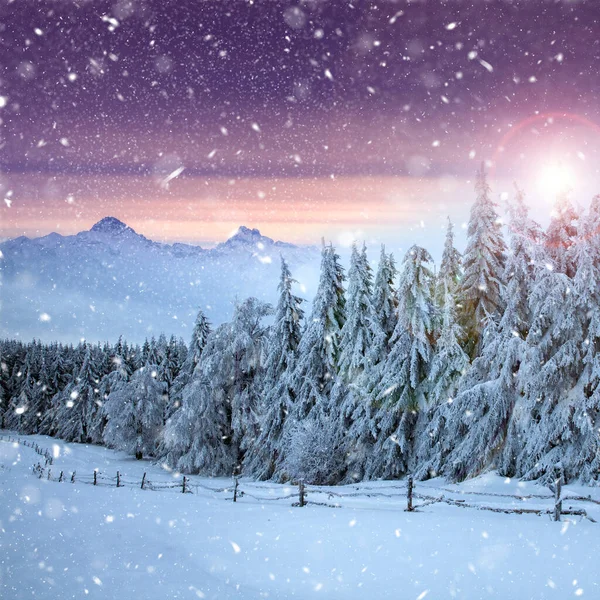 Kerst Achtergrond Met Besneeuwde Dennenbomen Bergen Zware Sneeuwstorm Rechtenvrije Stockfoto's