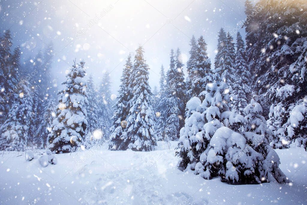 Scenic Christmas background with snowy fir trees during heavy blizzard