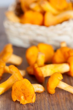 Altın Cantharellus cibarius