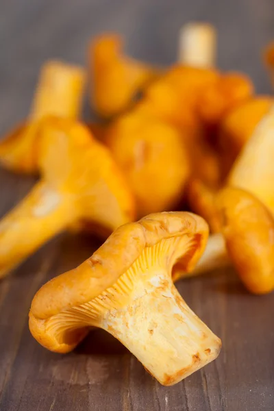 Altın Cantharellus cibarius — Stok fotoğraf