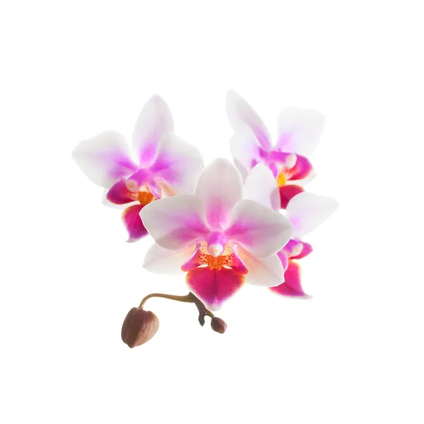 Flores de orquídea phalaenopsis púrpura blanca, primer plano — Foto de Stock