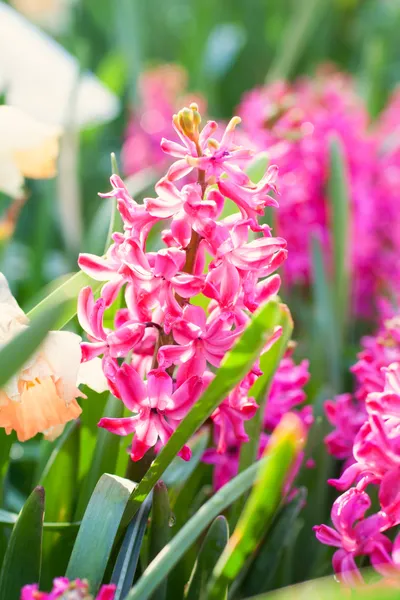 Bright colorful pink hyacinths — Stock Photo, Image