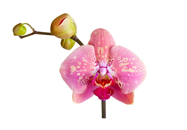 Belo rosa com manchas amarelas orquídea — Fotografia de Stock
