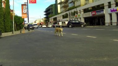 Lame sokak köpeği