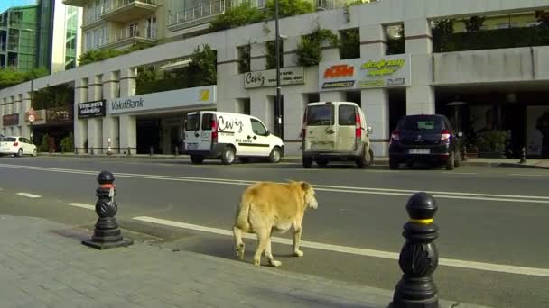 Perro callejero cojo — Vídeo de stock