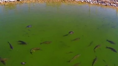 balıklar ve yüzme su kaplumbağaları