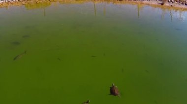 balıklar ve yüzme su kaplumbağaları