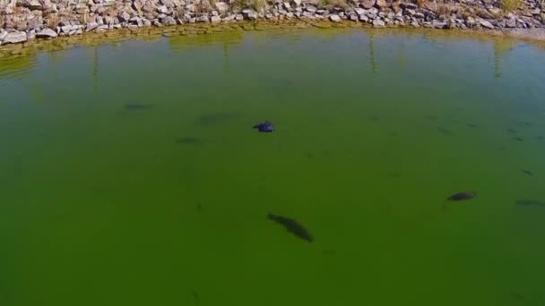 Ryby i żółwie wodne, pływanie — Wideo stockowe