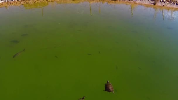 Fiskar och vatten sköldpaddor simma — Stockvideo