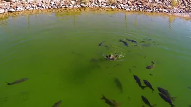 Fiskar och vatten sköldpaddor simma — Stockvideo