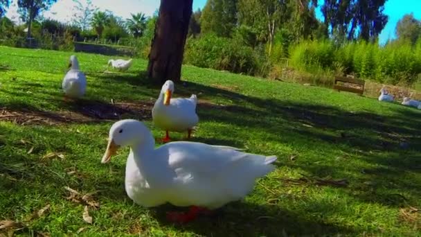Ducks — Stock Video