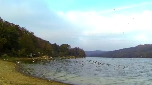 Oiseaux volant 