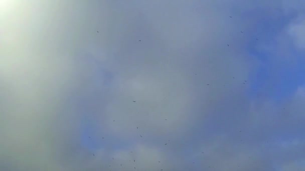 Летающие птицы — стоковое видео