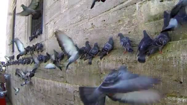 Palomas. — Vídeos de Stock