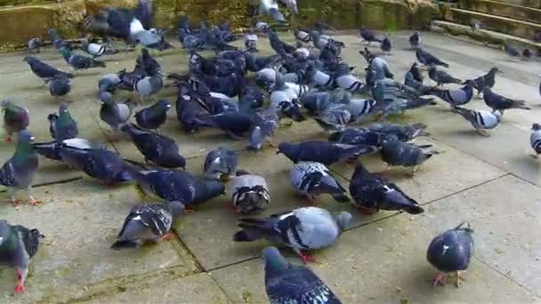 Palomas. — Vídeos de Stock