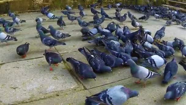 Palomas. — Vídeos de Stock