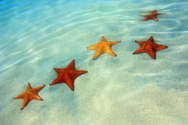 Vijf starfish — Stockfoto