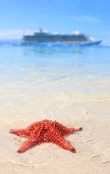 Crucero y estrellas de mar — Foto de Stock