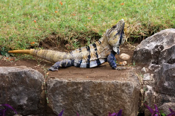 Mexican spiny tail iguanas mating period — Stock Photo, Image