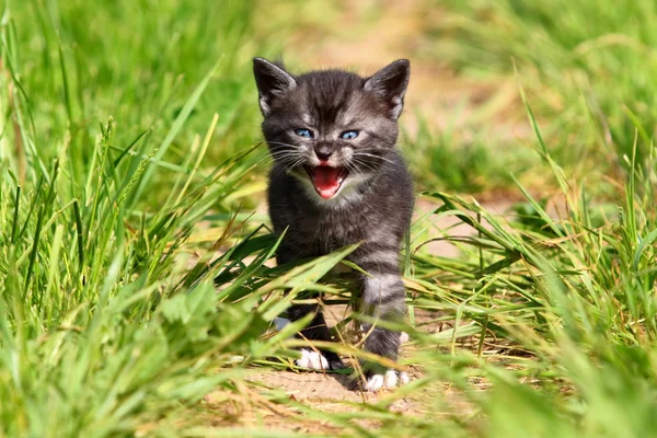 Scared kitten — Stock Photo, Image