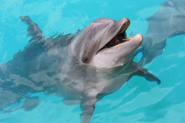 Happy smiling dolphin — Stock Photo, Image