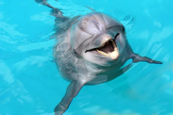 Glücklich lächelnder Delfin — Stockfoto