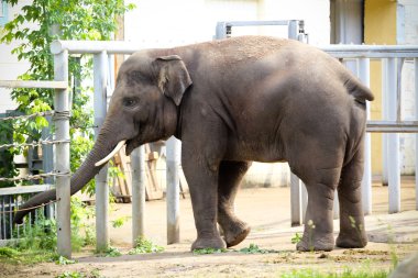 Hayvanat bahçesindeki fil