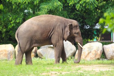 Hayvanat bahçesindeki fil