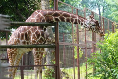 Hayvanat bahçesinde zürafa