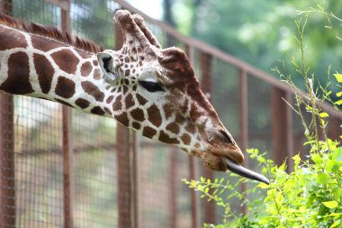 Hayvanat bahçesinde zürafa