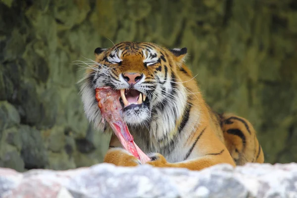 Tijger genieten van een vlees-bone — Stockfoto