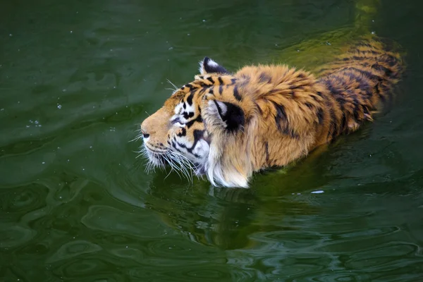 Tijger zwemmen in de dierentuin — Stockfoto