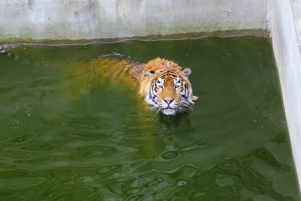 タイガー動物園で泳いで — ストック写真