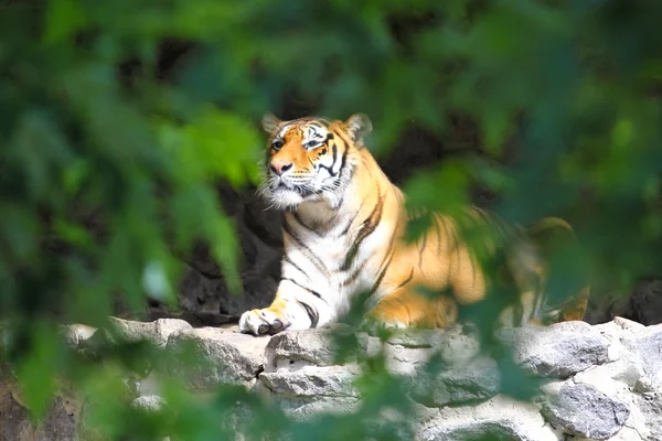 Тигр в плену — стоковое фото