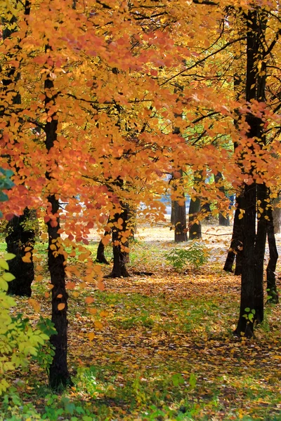 Parque de otoño — Foto de Stock