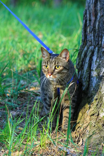 Young tabby cat on a leash