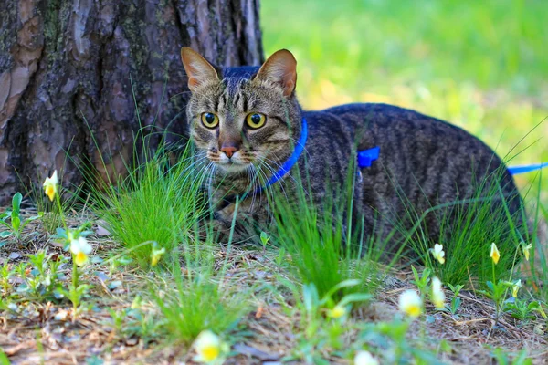 Young tabby cat on a leash — Stock Photo, Image