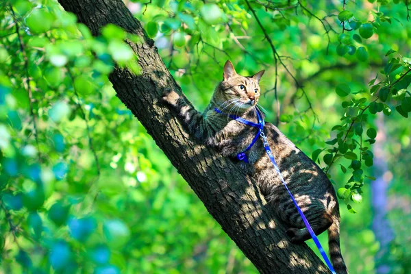 tasmalı genç tekir kedi