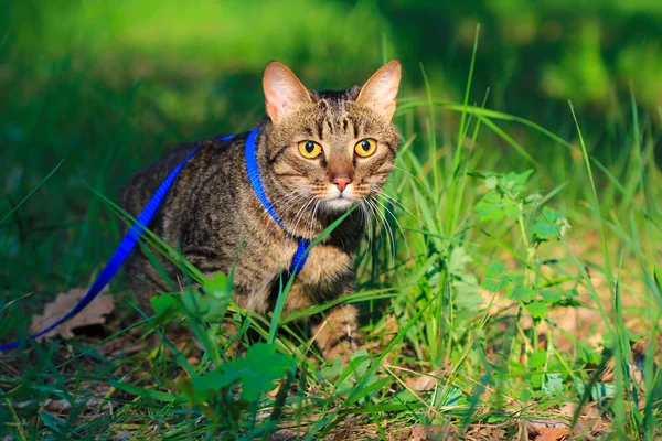 Young tabby cat on a leash — Stock Photo, Image