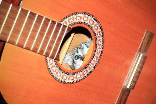 Kat binnen gitaar — Stockfoto